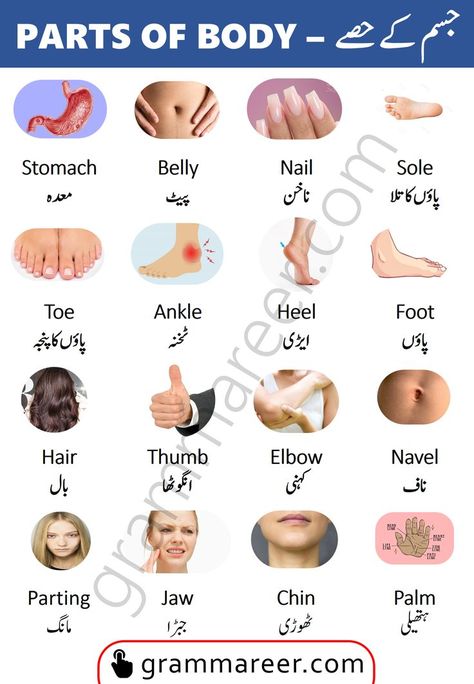 Parts Of Body Name, Human Body Vocabulary, Name Of Vegetables, Body Name, Parts Of Body, Simple English Sentences, Basic English Sentences, English Learning Books, English Word Book