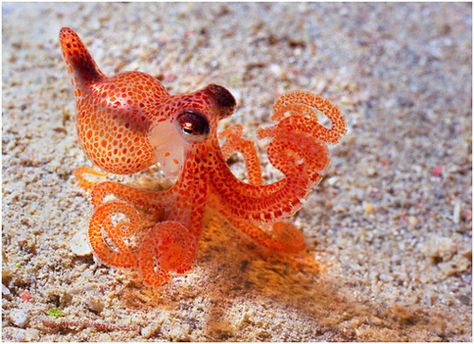 #aquatic #baby #denizen #ocean #octopus #sea Plush Octopus, Tiny Octopus, Fish Colorful, Air Tawar, Baby Octopus, Cute Octopus, Underwater Creatures, Choose Wisely, Marine Animals