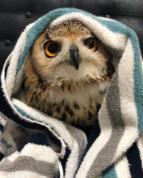 Lovers Owl on Instagram: “Isn't it good luck to have an owl in your house? . . :Follow ❤️👉@in_owl 👈 🦉for more 🎥 Unknown Please DM for credit 👈 Tag someone that…” Baby Owls, Owl Photography, Funny Owls, Wild Animals Pictures, Owl Pet, Owl Pictures, Beautiful Owl, Owl Bird, Cute Owl