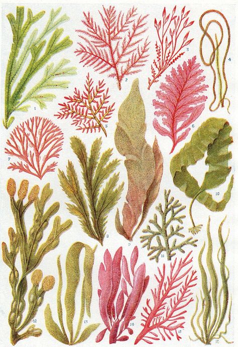 Algea Sea, Sea Plants Underwater, Plants Bedroom Decor, Plants Bedroom, Underwater Plants, Sea Plants, Vintage Sea, Kunst Inspiration, Vintage Botanical Prints