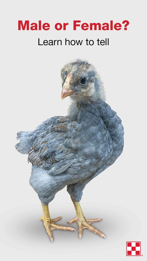 Chicken Male Or Female, Raising Chicks In The Fall, Hen Vs Rooster Chicks, How To Tell Chickens Gender, What To Feed Chicks By Age, How To Tell If A Chicken Is Male Or Female, 6 Week Old Chicks, How To Tell If Chicks Are Male Or Female, Chicken Gender Identification