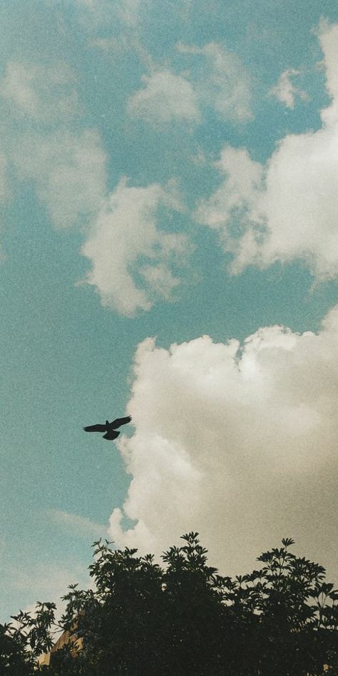 Free bird over the cloudy skies Wallpaper Free Bird Aesthetic, Birds Aesthetic Wallpaper, Birds Flying Wallpaper, Birds Flying Aesthetic, Cloudy Sky Wallpaper, Bird Freedom, Skies Wallpaper, Sky Freedom, Freedom Pictures