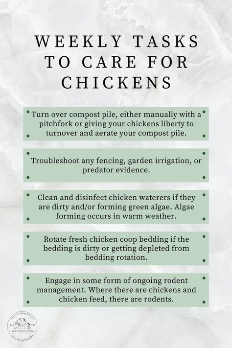 Chicken Run Pallets, Silkie Chickens Coop Ideas, Chicken Boredom Buster Diy Toys, Best Chickens For Beginners, Having Chickens For Beginners, How Many Chickens Do I Need, Chicken Care Tips, How To Care For Chickens, How To Take Care Of Chickens