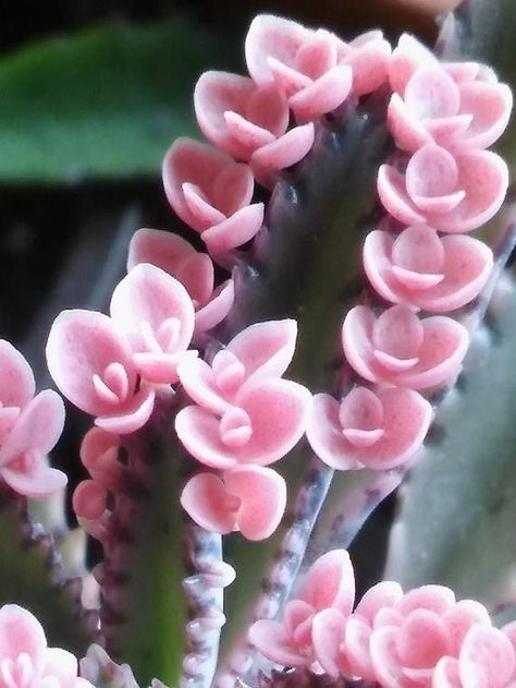 Kalanchoe Succulents, Mother Of Thousands Plant, Mother Of Thousands, Succulent Tree, Pink Succulent, Behind Blue Eyes, Pink Butterflies, Colorful Succulents, Inside Plants