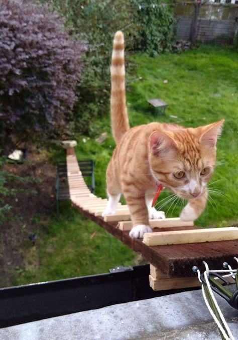 When The Landlord Banned Cat-Flaps, This Genius Guy Built A Ladder For His Cat To Sneak In | Bored Panda Ladder For Cats, Cat Flap Ideas, Catflap Ideas, Open Upstairs, Cat Ladders, Cat Walkway, Big House Cats, Cat Ramp, Katt Grejer