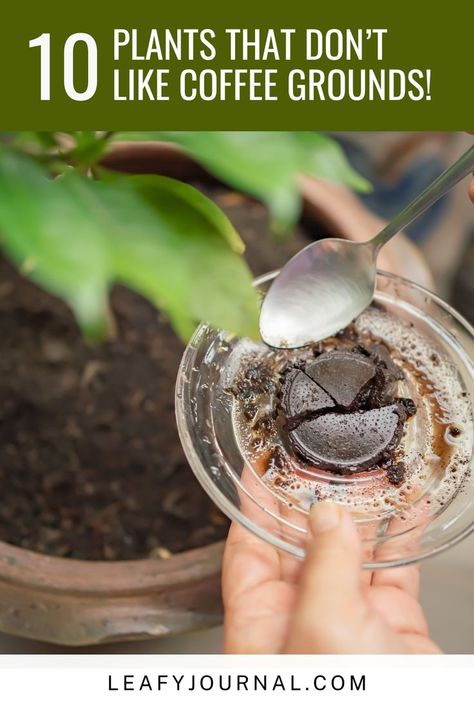 Discover the secrets of gardening with our guide to '10 Plants That Don't Like Coffee Grounds!' ☕🌱 Learn which plants thrive and which ones to avoid when using coffee grounds as fertilizer. Your garden will thank you for these tips! Garden Fertilizer Diy, Plant Food Diy, Coffee Grounds Garden, Coffee Grounds For Plants, Coffee Grounds As Fertilizer, Natural Plant Fertilizer, Diy Fertilizer, Rose Fertilizer, Garden Prepping