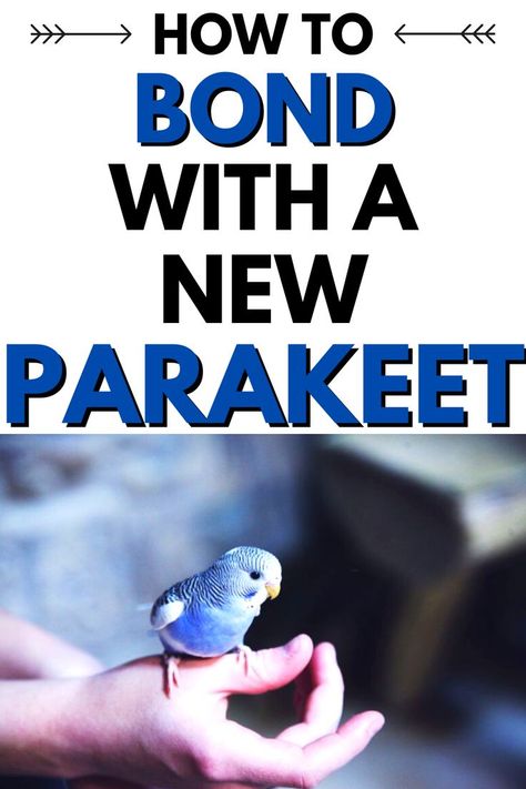 How To Bond With Your Parakeet Parakeet Talking, Otter Plush, Parakeet Care, Budgies Parrot, Parakeet Food, Best Pet Birds, Parakeet Toys, Parakeet Cage, Parrot Stand