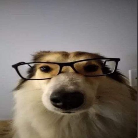 #dog #nerd #me