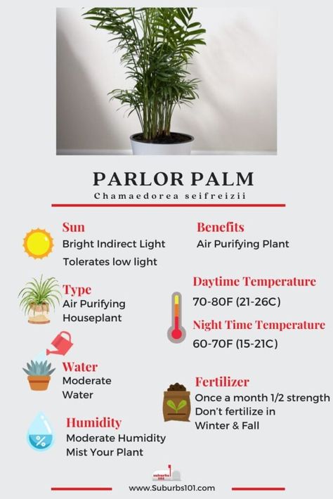 10 Tips on How to Care for Your Parlor Palm (Chamaedorea seifreizii) Parlour Palm Care, Parlour Palm Indoor, Chamaedorea Elegans Care, How To Care For Palm Plants Indoors, Parlor Palm Care Tips, Parlor Palm Care, Majesty Palm Care, Balcony Jungle, Indoor Palm Plants