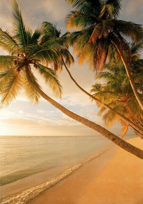 West Indies, Eastern Caribbean, Trinidad And Tobago, Tobago, Palm Trees Along The Beach At Pigeon Point Download this high-resolution stock photo by Gavin Hellier from Stocksy United. Latin America, Trinidad Tobago, Lovely Photo, Caribbean Beaches, Tropical Beaches, I Love The Beach, West Indies, Caribbean Islands, Tropical Paradise