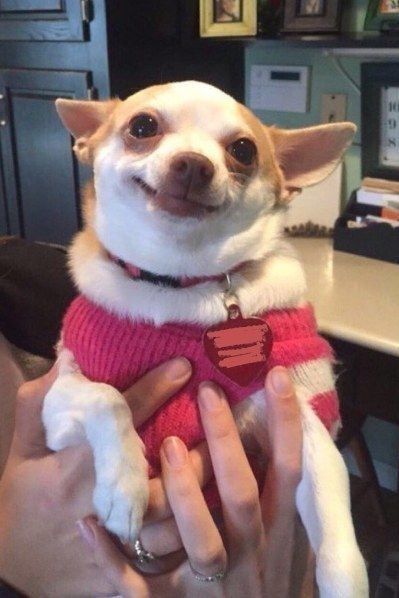 10 Photos of Smiling Dogs to Make You Smile - I Can Has Cheezburger? Chihuahua Smiling, Smiling Meme, Anjing Chihuahua, Funny Chihuahua Pictures, Smile Meme, Rat Dog, Chihuahua Owner, Haiwan Comel, Ugly Dogs