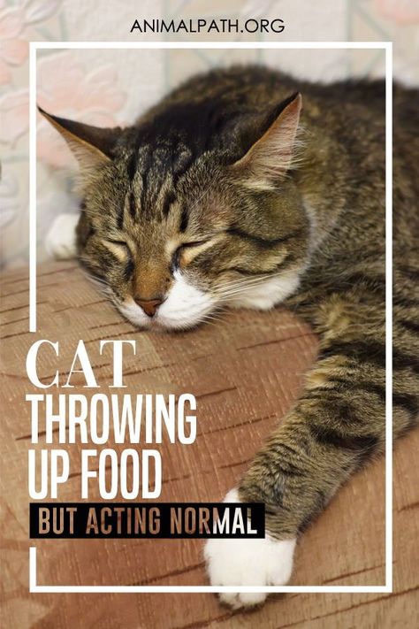 Cat Throw Up, Cat Corner Ideas, Kittens Care, Cat Throwing Up, Senior Cat Care, Cat Health Problems, Cat Problems, Cat Biting, Sick Cat