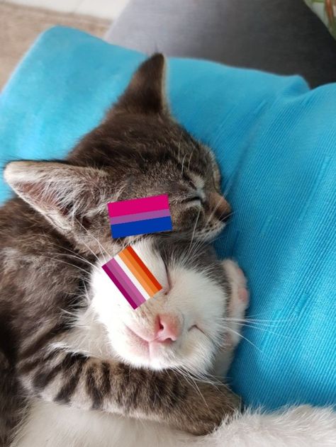 Cat Lesbian Icon, Cute Couple Cats, Pride Flag Aesthetic, Couple Cats, Lgbt Humor, Lgbtq Funny, Lesbian Flag, Lgbt Flag, Girlfriend Goals