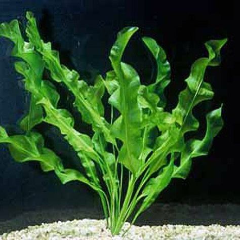 Nature, Freshwater Plants, Interesting Plants, Freshwater Aquarium Plants, Aquatic Garden, Growing Bulbs, Live Aquarium Plants, Planted Tank, Easy Plants To Grow