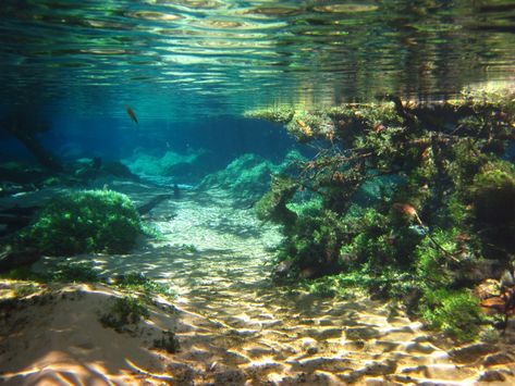 Ocean Life, Underwater Photography, Underwater River, Blue Lake, Secret Places, Alam Semula Jadi, Photo Images, Underwater World, Nature Aesthetic