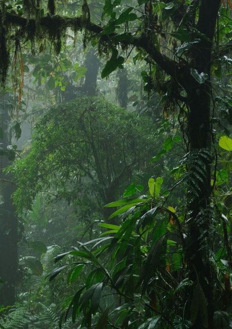 Plant Rain Aesthetic, Island Forest Aesthetic, Vintage Latin America Aesthetic, Tropical Rain Forest Aesthetic, Lush Forest Aesthetic, Amazon Jungle Photography, Castaway Aesthetic, Cool Photos Aesthetic, Tropical Forest Aesthetic