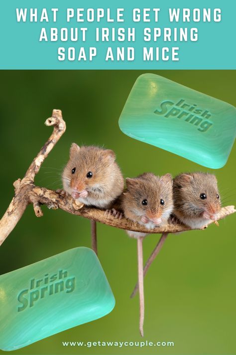 Mice Repellent How To Get Rid Outside, What Repels Mice, Mouse Deterant Mice Repellent, Essential Oils Mice Repellent, Keep Mice Away From House, Smells That Repel Mice, Ways To Get Rid Of Mice, Get Rid Of Mice In Garage, Best Way To Get Rid Of Mice