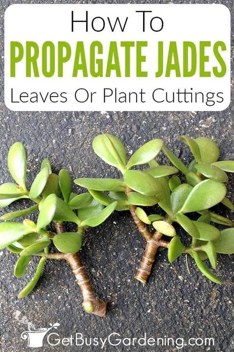 Jade Propagation, Propagating Jade, Jade Plant Propagation, Jade Plant Pruning, Jade Plant Bonsai, Jade Plant Care, Jade Tree, Succulent Garden Indoor, Jade Plant