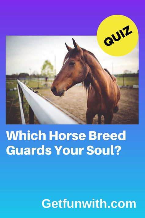 Horse Quizzes, Which Dog Are You, Star Stable Horses, Horse Quotes Funny, Different Horse Breeds, Funny Horse Pictures, Working Dogs Breeds, Horse Washing, Cute Horse Pictures