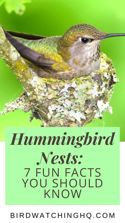 Nature, Humming Bird Nests, Hummingbird Nesting Material, How To Build A Hummingbird House, Hummingbird Bird House, How To Make A Hummingbird House, Hummingbird Houses Diy, Humming Bird Houses Diy, Hummingbird House Diy How To Make