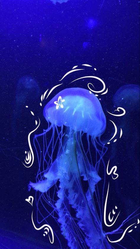 jellyfish sea animal Jellyfish Pictures, Blue Jellyfish, Jellyfish Art, Beautiful Sea Creatures, Ocean Wallpaper, Iphone Wallpaper Themes, Sea Animal, Ocean Creatures, Ocean Animals