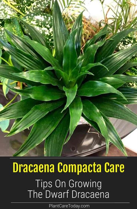 Dracaena Compacta - dwarf janet craig houseplant, handles low light, dry air, infrequent watering, stiff, dark, slender leaves [CARE INFO] Janet Craig Plant, Dracaena Plant Care, Dracena Plant, Dracaena Compacta, Houseplant Tips, Monstera Plant Care, Plant Jungle, Dracaena Plant, Tropical House Plants