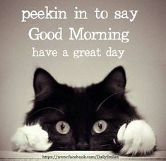 Great Day Quotes, Funny Good Morning Messages, Good Morning Cat, Funny Good Morning, Good Morning Funny Pictures, Good Morning Quotes For Him, Morning Cat, Morning Quotes For Him, Funny Good Morning Quotes