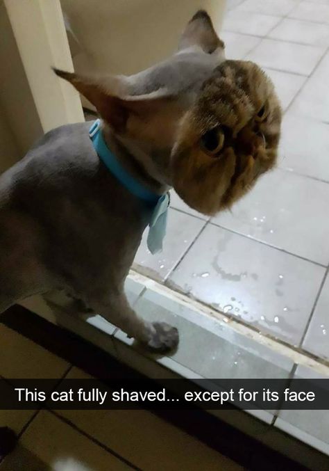 Shaved Cat, Wojskowy Humor, Tierischer Humor, Meme Gato, 웃긴 사진, Funny Cat Memes, صور مضحكة, Funny Cat Pictures, Funny Cute Cats