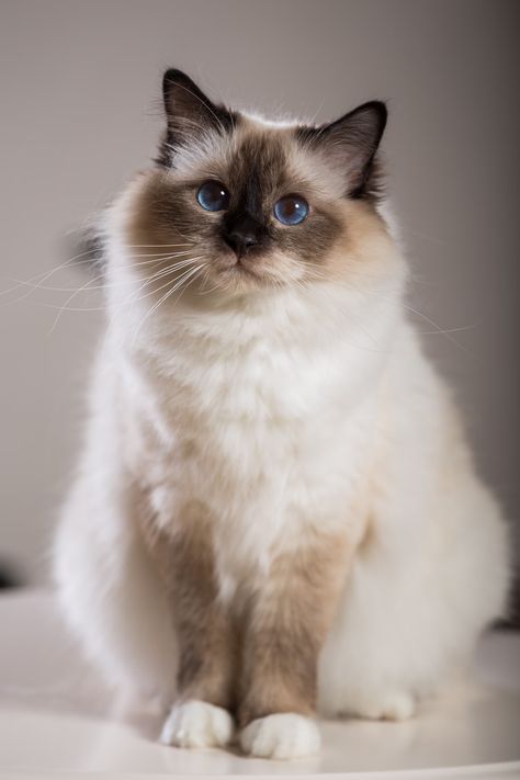 Birman Cat Breed Health and Care | PetMD Birman Kittens, Funny Cat Compilation, Birman Cat, Kitten Photos, Cat Themed Gifts, Love Cat, Raining Cats And Dogs, Cat Pose, Cat Fashion