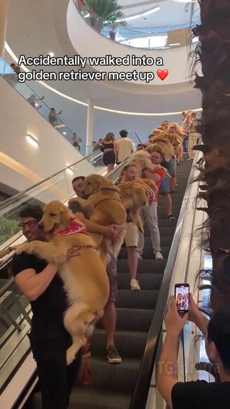 “I accidentally came to a meeting of golden retrievers” Humour, Golden Retriever Baby, Hilarious Dogs, Golden Retriever Funny, Cute Animals Puppies, Very Cute Dogs, I Accidentally, Laugh Out Loud, Pretty Animals