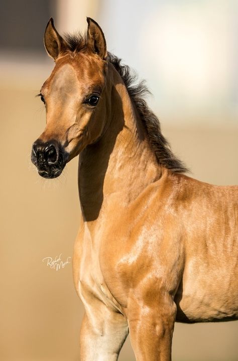 Arabian foal Baby Horses, Arabian Horse Foal, Buckskin Foal, Foal Photography, حصان عربي, Horse Arabian, Most Beautiful Horses, Majestic Horse, Horse World