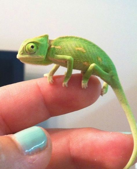 Iguanas, Types Of Chameleons, Baby Chameleon, Chameleon Pet, Veiled Chameleon, Chameleon Lizard, Cute Lizard, Allergic To Cats, Cute Reptiles