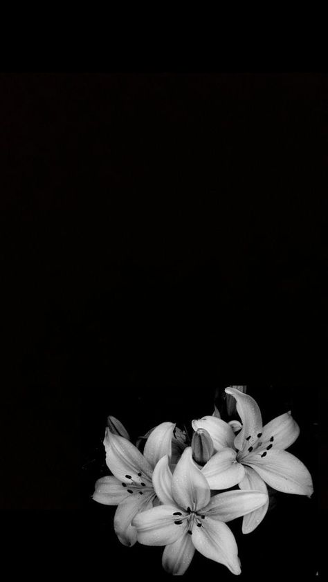 Dark Flowers Wallpaper, Hanya Tattoo, Pretty Wallpapers Tumblr, Black Background Wallpaper, Black Phone Wallpaper, Instagram Frame Template, Dark Flowers, Seni Cat Air, Black And White Flowers