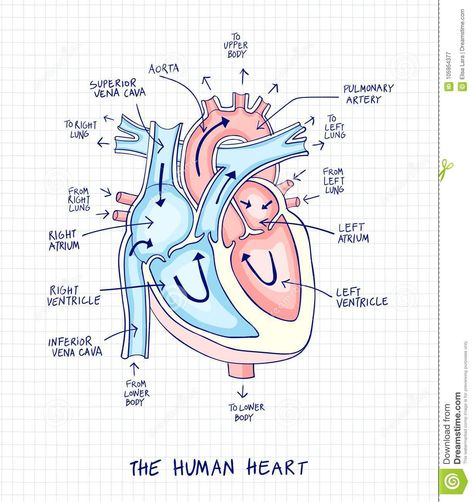 Anatomy Drawing Notes, Heart Structure Diagram, Simple Heart Diagram, Heart Anatomy Drawing, Human Heart Diagram, Anatomical Heart Drawing, Illustration Easy, Human Heart Drawing, Heart Structure