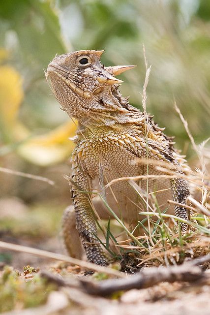 Texas Horned Lizard | Commonly called a Horny Toad, this sma… | Flickr Chameleons, Texas Horned Lizard, Horned Toad, Texas Animals, Animals With Horns, Horned Lizard, Horned Frogs, Some Beautiful Pictures, Favorite Animals