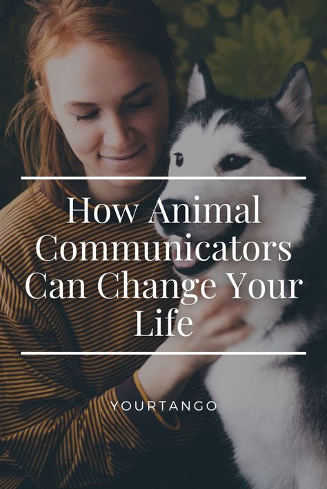 Animal Communicators Don’t Just Connect You To Your Pet — They Change Your Life | Polly Wirum | YourTango #pet #pets #petlife Love Will Find You, Animal Communication, Animal Help, Animal Sanctuary, Energy Work, I Want To Know, Pet Life, Animal Companions, An Animal