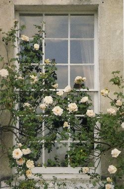 ♔ Conservatory Baby's Breath, Climbing Roses, Ivy House, Babies Breath, Beautiful Windows, White Gardens, Rose Cottage, Flower Aesthetic, Calla Lily