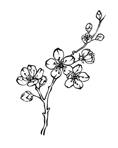 Hand drawn cherry blossom branch outline monochrome vector illustration Cherry Blossom Outline, Cherry Blossom Vector, Cherry Blossom Drawing, Branch Drawing, Cherry Blossoms Illustration, Monochrome Illustration, Blossom Branch, Cross Tattoo Designs, Design Texture