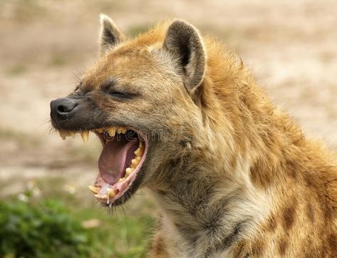 Hyena, Nature, Hyena Mouth Open, Spotted Hyena, Kenya Safari, Ancient Humans, Wild Dogs, Brown Bear, To Fight