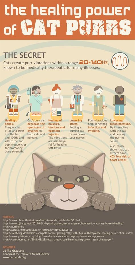 Cats create purr vibrations within a range 20-140Hz, known to be medically therapeutic for many illnesses. Cat Info, Haiwan Lucu, Cat Purr, Cat Hacks, Cat Care Tips, Cat Behavior, Cat Facts, Healing Power, All About Cats