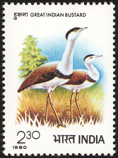 Great Indian Bustard stamps - mainly images - gallery format Great Indian Bustard, Stamp Frame, Postage Stamp Design, Revenue Stamp, Two Of A Kind, Old Stamps, Female Art Painting, Clinic Design, Post Stamp