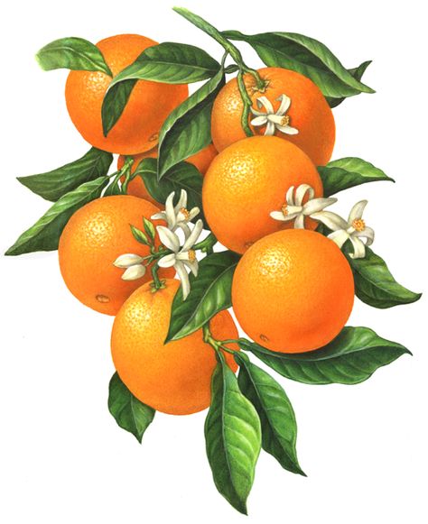 Botanical Art An orange branch illustration of six oranges with orange blossoms and leaves. Tree Tattoo Back, Botanisk Illustration, Tattoo Plant, Illustration Botanique, Fruit Illustration, Small White Flowers, Fruit Painting, Orange Tree, Orange Art