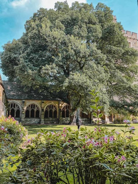 Draco Malfoy Tree New College Oxford Harry Potter New College Oxford, Dark Academia Building, Oxford Architecture, Oxford Harry Potter, Hogwarts University, Magdalen College, Harry Potter Locations, Harry Potter Filming Locations, Hogwarts Great Hall