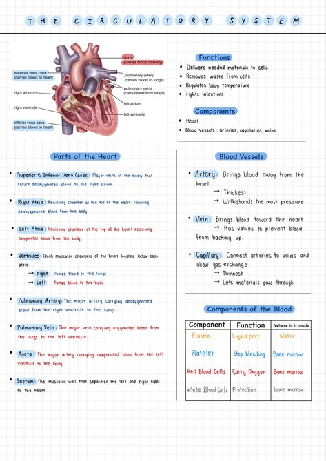 Here are the notes I made for the circulatory system and the heart! Anatomy Heart Notes, Heart Drawing Biology Notes, Pdhpe Aesthetic, Heart System Anatomy, Anatomy And Physiology Cardiovascular System, The Heart Notes Anatomy, Structure Of The Heart Notes, Biology Circulatory System, Cardiovascular System Physiology