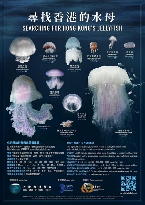 Jelly Fish Posters, Sea Myths, Jelly Fish Poster, Cannonball Jellyfish, Jelly Fish Aesthetic, Jellyfish Poster, Sea Jellies, Jellyfish Light, Princess Jellyfish