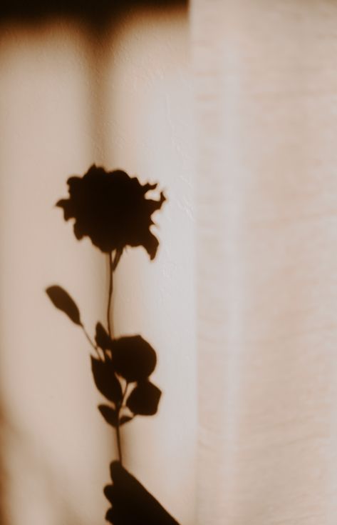 Roses in the light & shadows #creativephotography #creativepictures #photographyinspiration Rose Shadow Aesthetic, Shadows Aesthetic, Shadow Aesthetic, Roses Aesthetic, Aesthetic Rose, Rose Aesthetic, Foto Aesthetic, Aesthetic Roses, Shadow Photography