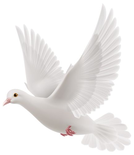 White Dove Flying, Peace Pigeon, Dove Release, Dove Flying, Dove Images, राधा कृष्ण वॉलपेपर, White Pigeon, Dove Pictures, Photo Clipart