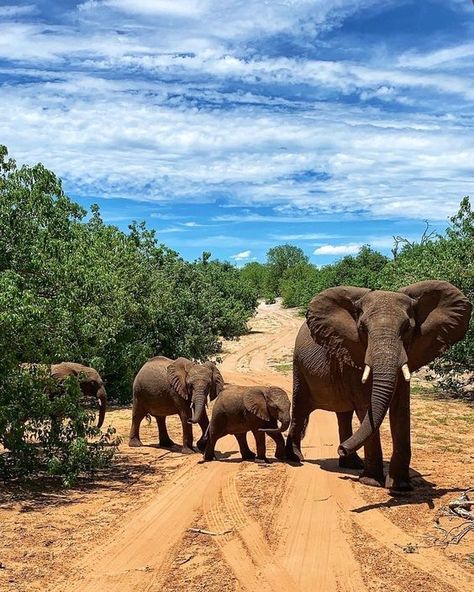 Chobe National Park Botswana, Safari Astetic, Botswana Aesthetic, Tarzan Aesthetic, Safari South Africa, Botswana Travel, Tarzan Movie, Tarzan Disney, Botswana Safari