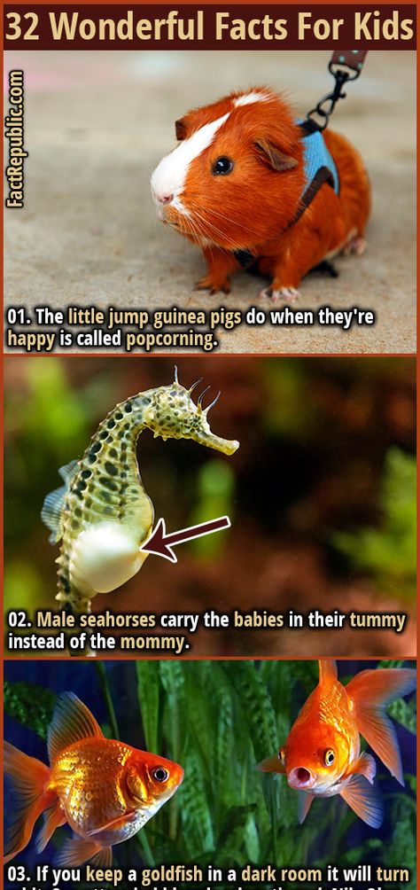 Crazy Animal Facts, Kids Facts, Weird Animal Facts, Funny Animal Facts, Animal Facts For Kids, Animal Facts Interesting, Facts About Fish, Random Knowledge, Fun Facts For Kids