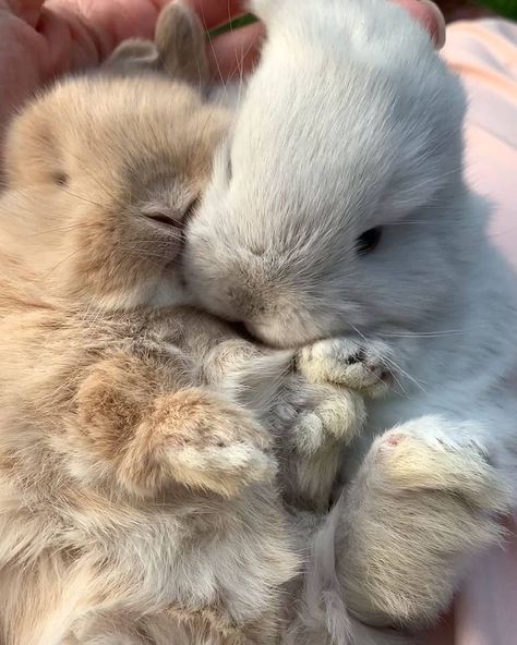 Baby Bunnies, American Fuzzy Lop, Rabbits Cute, Funny Rabbit, Bunny Pictures, Pets 3, Pet Rabbit, Pet Life